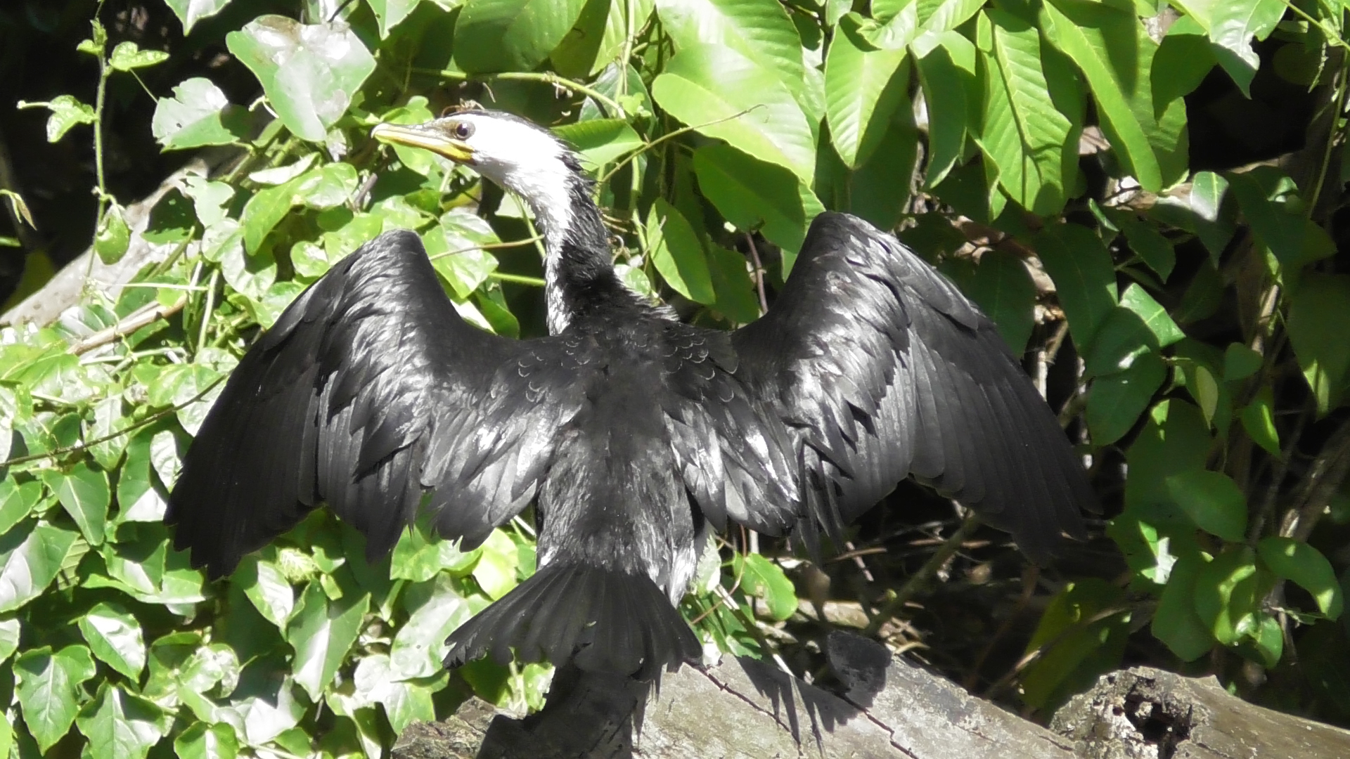 daintree river tours
